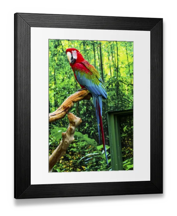 Framed Print : green Wing Macaw Originally from South America Framed Print : green Wing Macaw Originally from South America