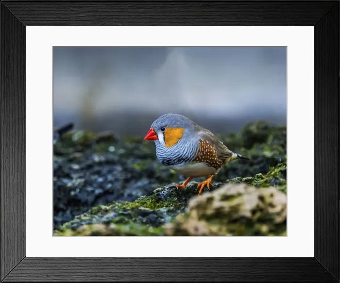 Framed Print : Orange-cheeked Waxbill Close-Up. Originated Western Africa Framed Print : Orange-cheeked Waxbill Close-Up. Originated Western Africa