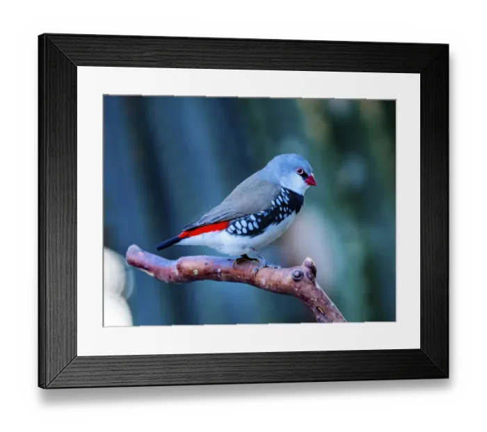 Framed Print : Red Grey Diamond Firetail Finch Plumage Close-Up. Native of Australia Framed Print : Red Grey Diamond Firetail Finch Plumage Close-Up. Native of Australia