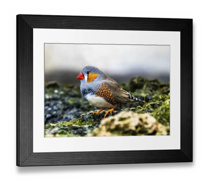 Framed Print : Orange-cheeked Waxbill Close-Up. Originated Western Africa
