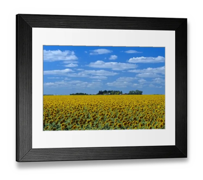 Framed Print : Canada, Manitoba, Altona. Farm field with crop of sunflowers