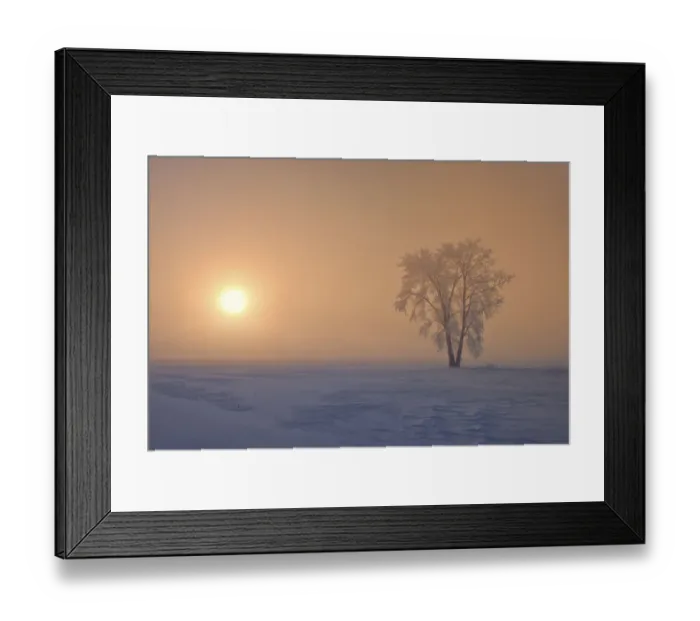 Framed Print : Canada, Manitoba, Dugald. Hoarfrost covered cottonwood tree in fog at sunrise Framed Print : Canada, Manitoba, Dugald. Hoarfrost covered cottonwood tree in fog at sunrise