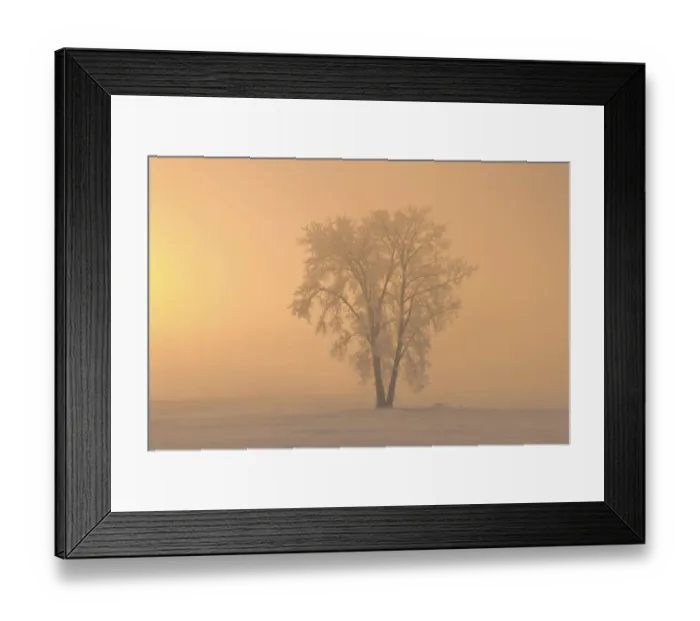 Framed Print : Canada, Manitoba, Dugald. Hoarfrost covered cottonwood tree in fog at sunrise Framed Print : Canada, Manitoba, Dugald. Hoarfrost covered cottonwood tree in fog at sunrise