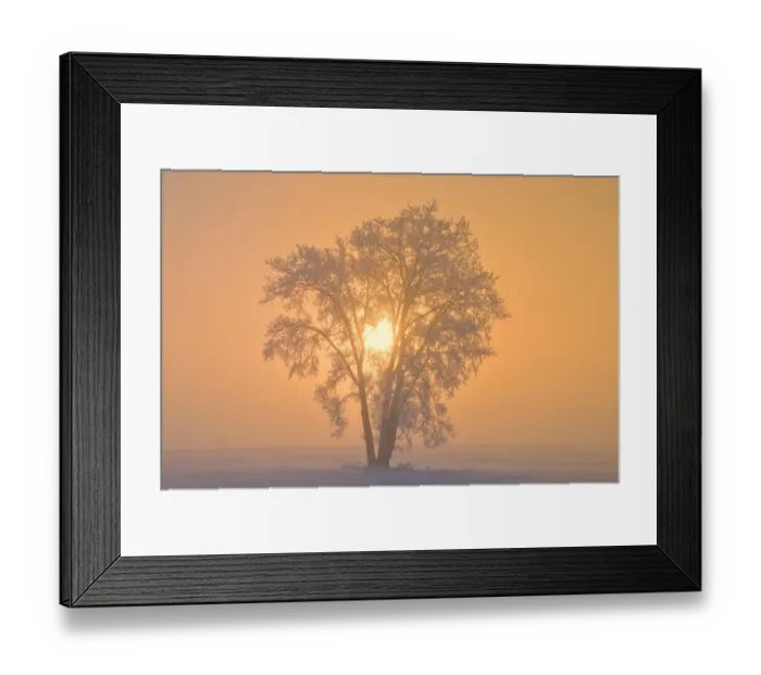 Framed Print : Canada, Manitoba, Dugald. Hoarfrost covered cottonwood tree in fog at sunrise Framed Print : Canada, Manitoba, Dugald. Hoarfrost covered cottonwood tree in fog at sunrise