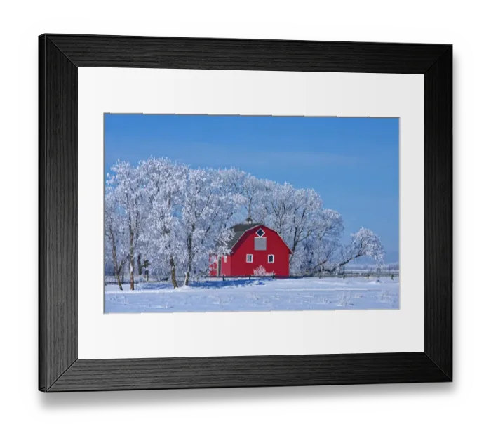 Framed Print : Canada, Manitoba, Deacons Corner. Red barn surrounded by trees covered with Framed Print : Canada, Manitoba, Deacons Corner. Red barn surrounded by trees covered with