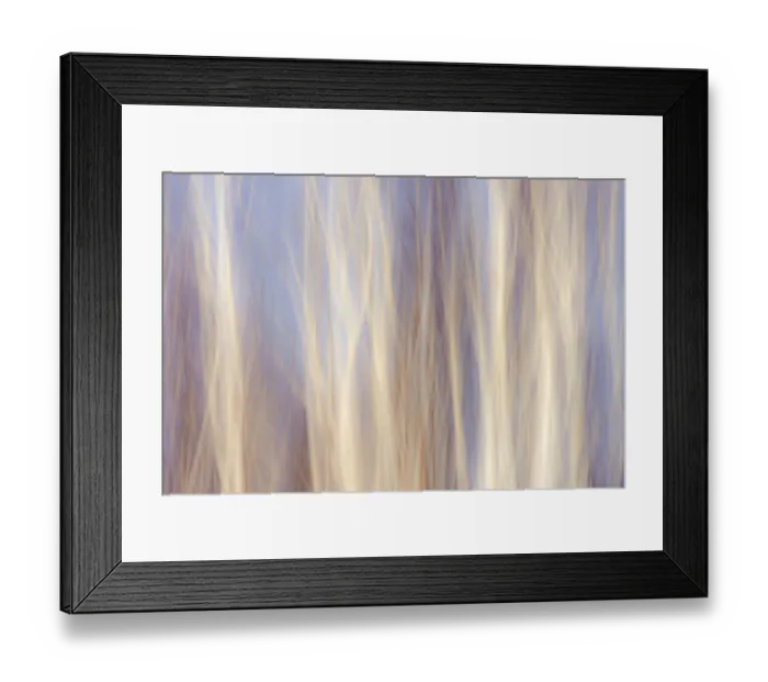 Framed Print : Canada, Manitoba, Sandilands Provincial Forest. Forest abstract Framed Print : Canada, Manitoba, Sandilands Provincial Forest. Forest abstract