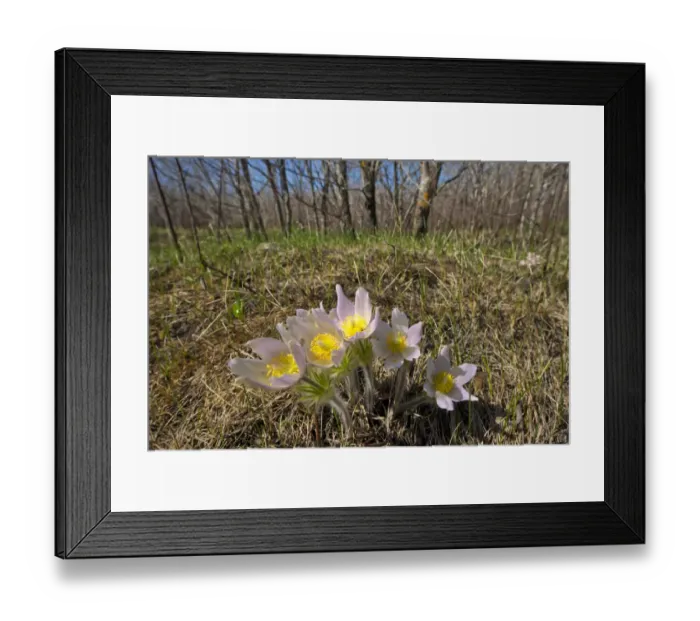 Framed Print : Canada, Manitoba, Prairie crocus in spring. Credit as: Mike Grandmaison / Jaynes Gallery Framed Print : Canada, Manitoba, Prairie crocus in spring. Credit as: Mike Grandmaison / Jaynes Gallery