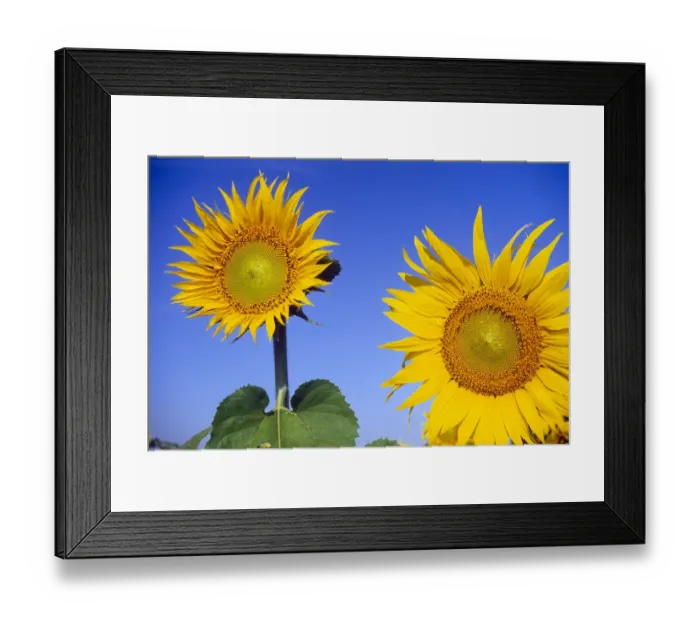 Framed Print : Canada, Manitoba, Altona. Close-up of sunflowers Framed Print : Canada, Manitoba, Altona. Close-up of sunflowers
