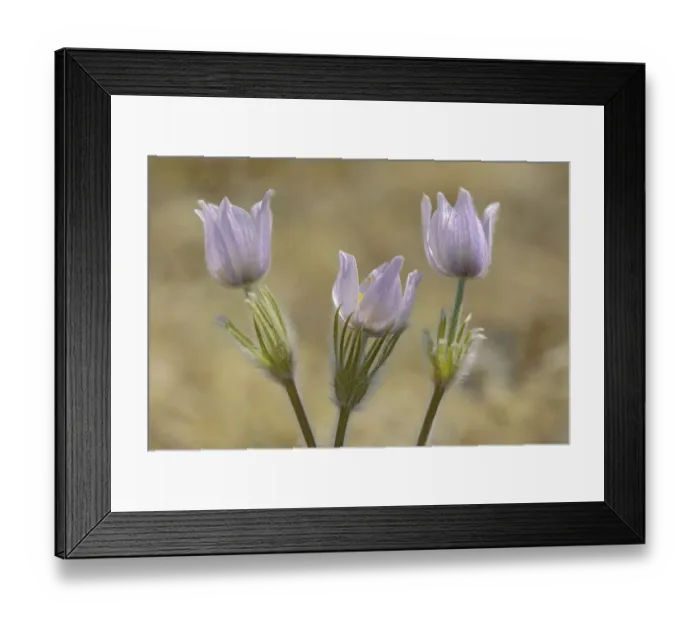 Framed Print : Canada, Manitoba, Prairie crocus in spring. Credit as: Mike Grandmaison  /  Jaynes Gallery