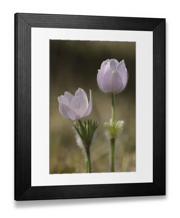 Framed Print : Canada, Manitoba, Prairie crocus in spring. Credit as: Mike Grandmaison / Jaynes Gallery Framed Print : Canada, Manitoba, Prairie crocus in spring. Credit as: Mike Grandmaison / Jaynes Gallery