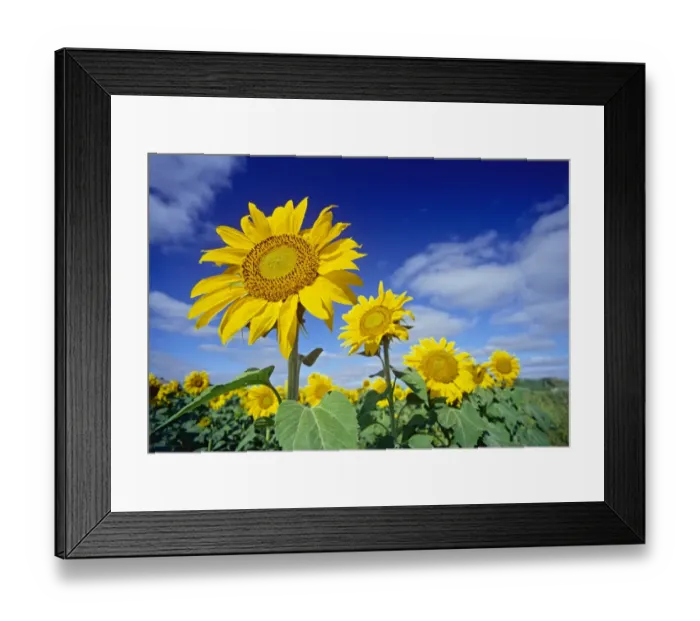 Framed Print : Canada, Manitoba, Altona. Close-up of sunflowers Framed Print : Canada, Manitoba, Altona. Close-up of sunflowers
