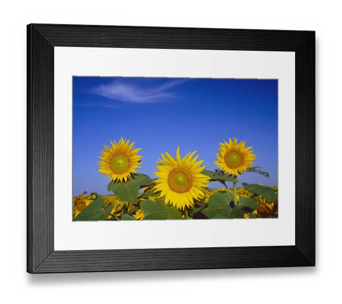 Framed Print : Canada, Manitoba, Altona. Close-up of sunflowers Framed Print : Canada, Manitoba, Altona. Close-up of sunflowers