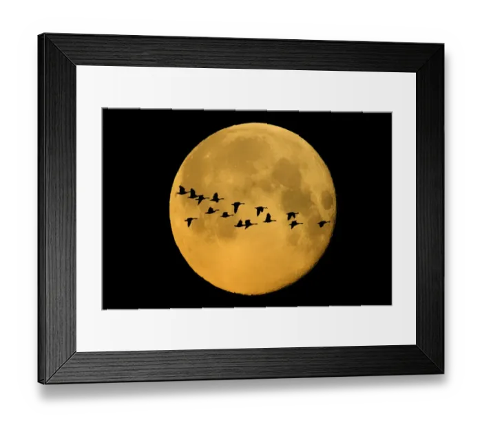 Framed Print : Canada, Winnipeg. Montage of geese flying past harvest moon Framed Print : Canada, Winnipeg. Montage of geese flying past harvest moon