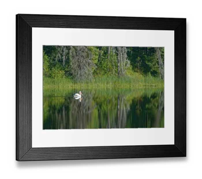 Framed Print : Canada, Manitoba, The Pas. American white pelican on lake Framed Print : Canada, Manitoba, The Pas. American white pelican on lake
