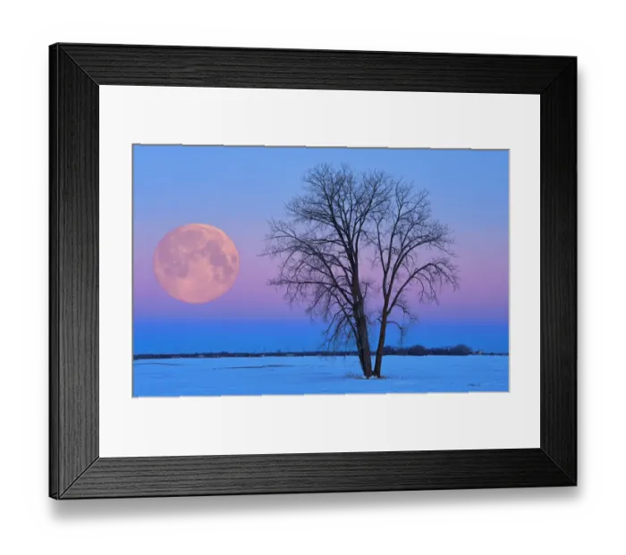 Framed Print : Canada, Manitoba, Dugald. Full moon and cottonwood tree at dawn Framed Print : Canada, Manitoba, Dugald. Full moon and cottonwood tree at dawn
