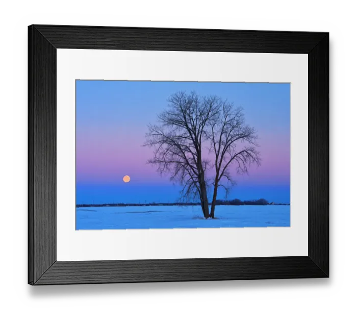 Framed Print : Canada, Manitoba, Dugald. Full moon and cottonwood tree at dawn Framed Print : Canada, Manitoba, Dugald. Full moon and cottonwood tree at dawn