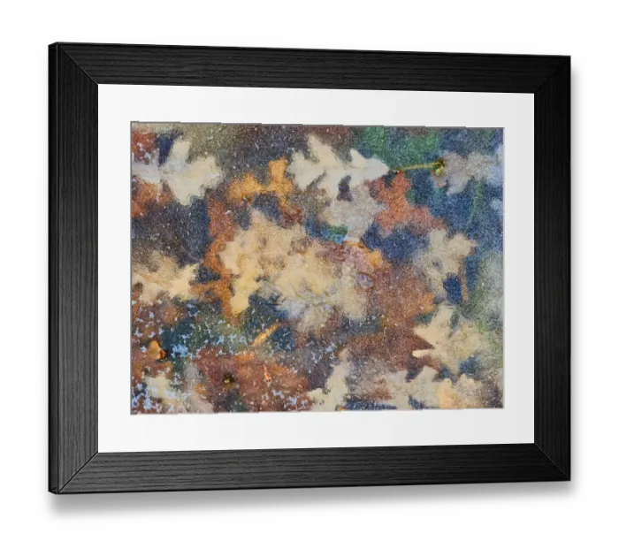Framed Print : Canada, Manitoba, Winnipeg. Autumn leaves frozen in ice