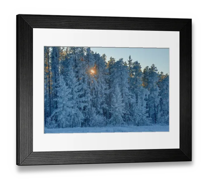 Framed Print : Canada, Manitoba, Belair Provincial Forest. Backlit jack pine trees covered in hoarfrost Framed Print : Canada, Manitoba, Belair Provincial Forest. Backlit jack pine trees covered in hoarfrost