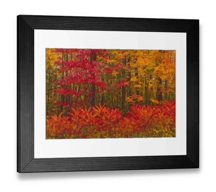 Framed Print : Canada, New Brunswick, Woodstock. Forest in autumn foliage