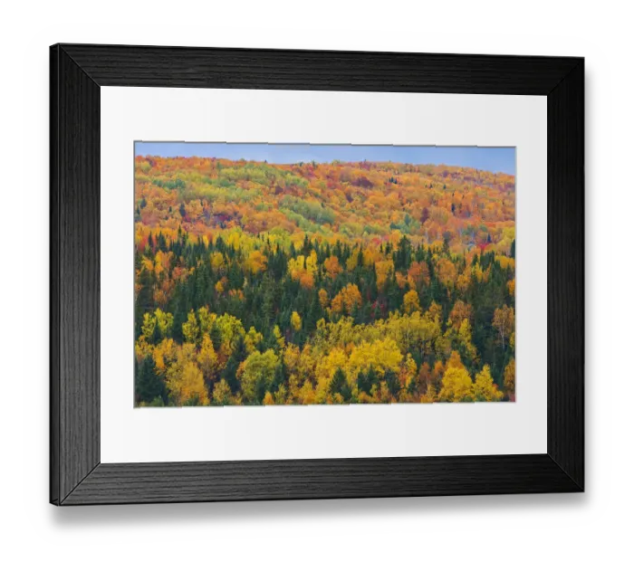 Framed Print : Canada, New Brunswick, Aroostook. Acadian forest in autumn foliage