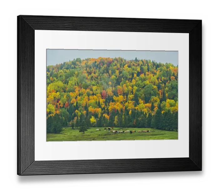 Framed Print : Canada, New Brunswick, Saint-Jacques. Acadian forest in autumn foliage Framed Print : Canada, New Brunswick, Saint-Jacques. Acadian forest in autumn foliage