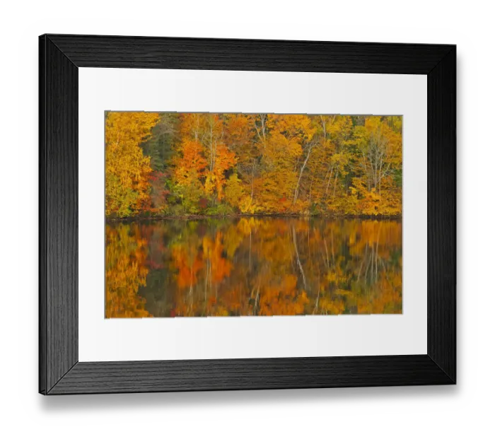 Framed Print : Canada, New Brunswick, Mactaquac. Autumn forest reflected in Saint John River Framed Print : Canada, New Brunswick, Mactaquac. Autumn forest reflected in Saint John River