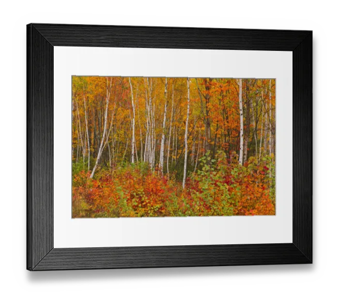 Framed Print : Canada, New Brunswick, Gagetown. Acadian forest in autumn foliage