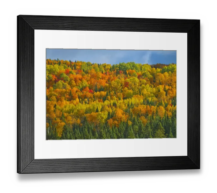 Framed Print : Canada, New Brunswick, Saint-Joseph. Forest in autumn foliage Framed Print : Canada, New Brunswick, Saint-Joseph. Forest in autumn foliage