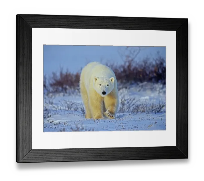 Framed Print : Canada, Manitoba, Churchill. Polar bear walking on frozen tundra