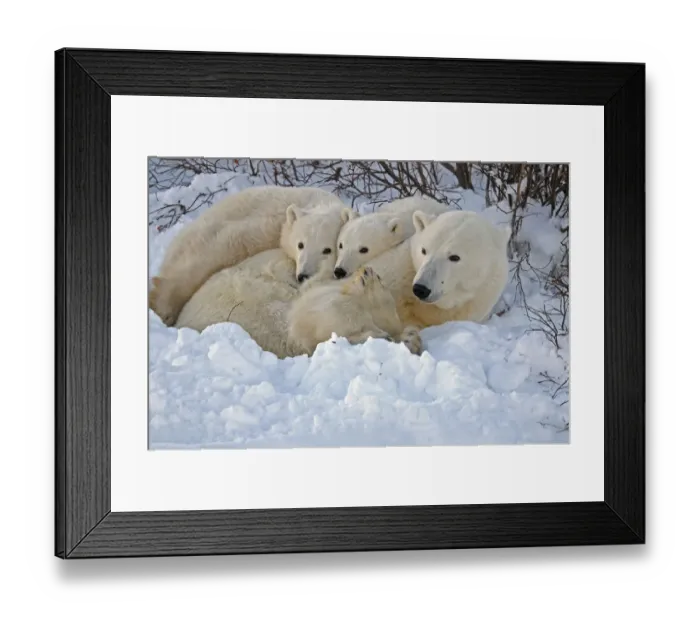 Framed Print : Canada, Manitoba, Churchill. Mother polar bear with two cubs resting in snowbank Framed Print : Canada, Manitoba, Churchill. Mother polar bear with two cubs resting in snowbank