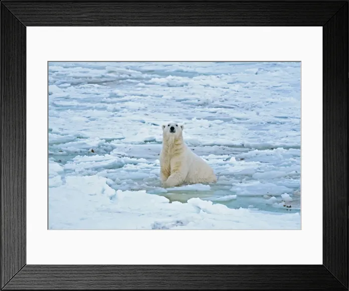 Framed Print : Canada, Manitoba, Churchill. Polar bear in icy water Framed Print : Canada, Manitoba, Churchill. Polar bear in icy water