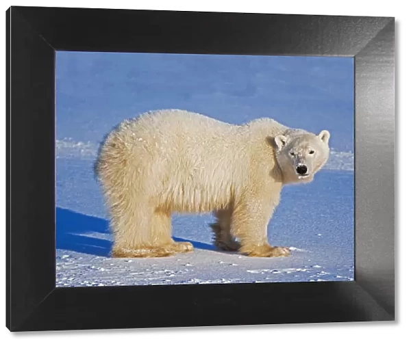 Canada, Manitoba, Churchill. Polar bear standing on frozen tundra