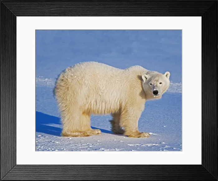 Framed Print : Canada, Manitoba, Churchill. Polar bear standing on frozen tundra Framed Print : Canada, Manitoba, Churchill. Polar bear standing on frozen tundra