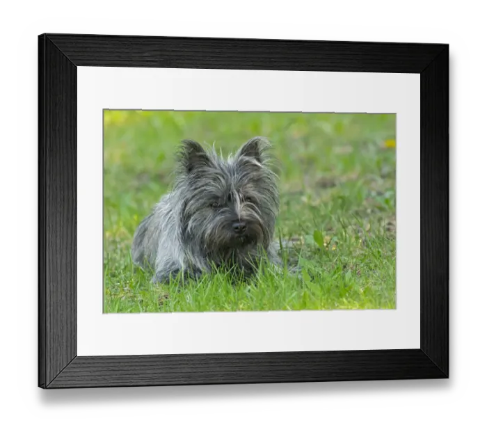 Framed Print : Canada, Manitoba, Winnipeg. Pedigree Cairn terrier female close-up Framed Print : Canada, Manitoba, Winnipeg. Pedigree Cairn terrier female close-up