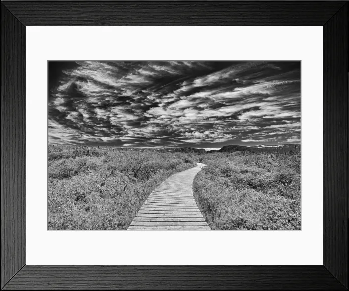 Framed Print : Canada, Newfoundland, Gros Morne National Park. Boardwalk through underbrush Framed Print : Canada, Newfoundland, Gros Morne National Park. Boardwalk through underbrush