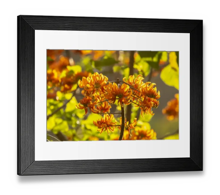 Framed Print : Caribbean, Tobago. Close-up of flame tree blossoms. Credit as