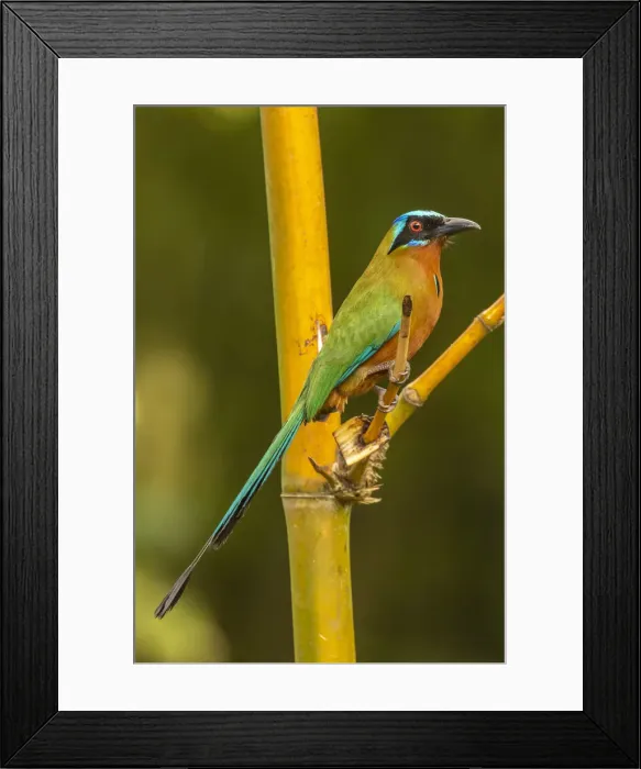 Framed Print : Caribbean, Tobago. Motmot bird on limb. Credit as: Cathy Framed Print : Caribbean, Tobago. Motmot bird on limb. Credit as: Cathy