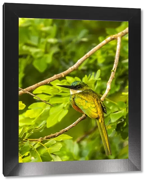 Caribbean, Tobago. Rufous-tailed jacamar bird on limb. Credit as