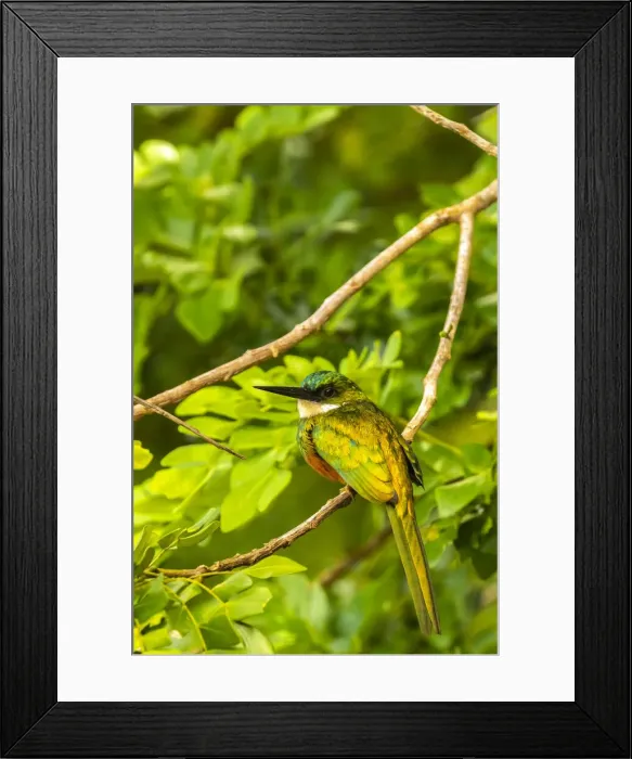 Framed Print : Caribbean, Tobago. Rufous-tailed jacamar bird on limb. Credit as