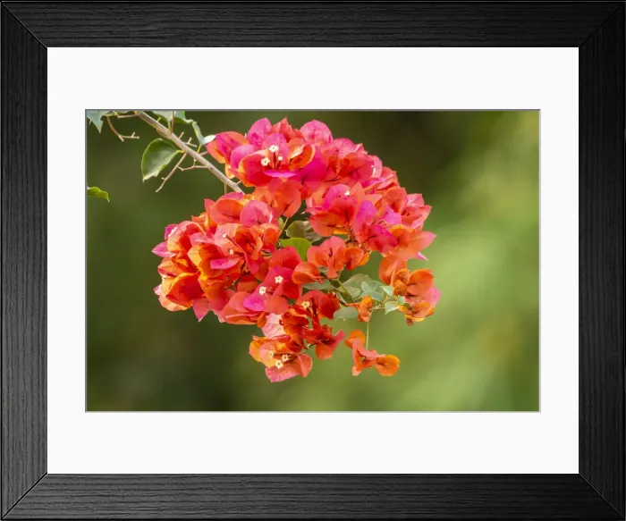 Framed Print : Caribbean, Tobago. Close-up of bougainvillea blossoms. Credit as