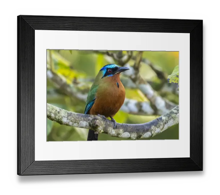 Framed Print : Caribbean, Tobago. Motmot bird on limb. Credit as: Cathy Framed Print : Caribbean, Tobago. Motmot bird on limb. Credit as: Cathy