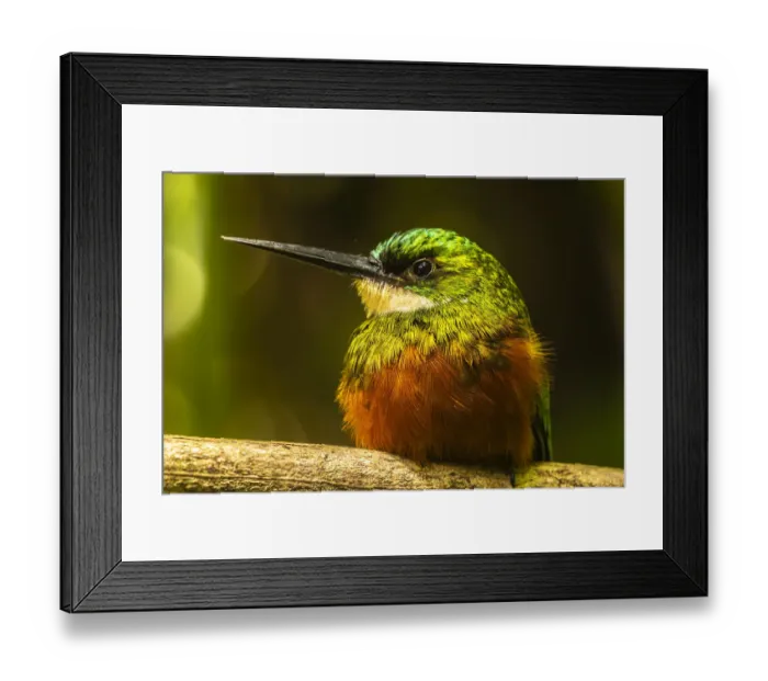 Framed Print : Caribbean, Tobago. Rufous-tailed jacamar bird on limb. Credit as Framed Print : Caribbean, Tobago. Rufous-tailed jacamar bird on limb. Credit as