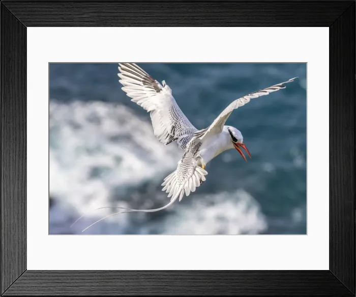 Framed Print : Caribbean, Little Tobago Island. Red-billed tropicbird in flight Framed Print : Caribbean, Little Tobago Island. Red-billed tropicbird in flight