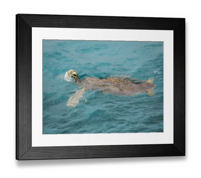 Framed Print : Caribbean, Grenada, Tobago Cays. Green sea turtle in water