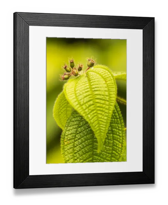 Framed Print : Caribbean, Trinidad, Asa Wright Nature Center. Leaves and leaf buds