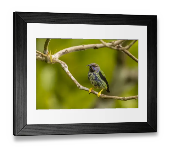 Framed Print : Caribbean, Trinidad, Asa Wright Nature Center. Juvenile purple honeycreeper bird close-up Framed Print : Caribbean, Trinidad, Asa Wright Nature Center. Juvenile purple honeycreeper bird close-up