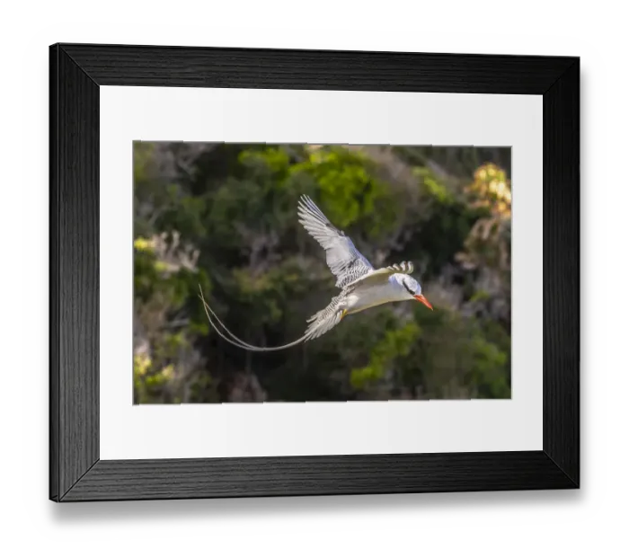 Framed Print : Caribbean, Little Tobago Island. Red-billed tropicbird in flight Framed Print : Caribbean, Little Tobago Island. Red-billed tropicbird in flight