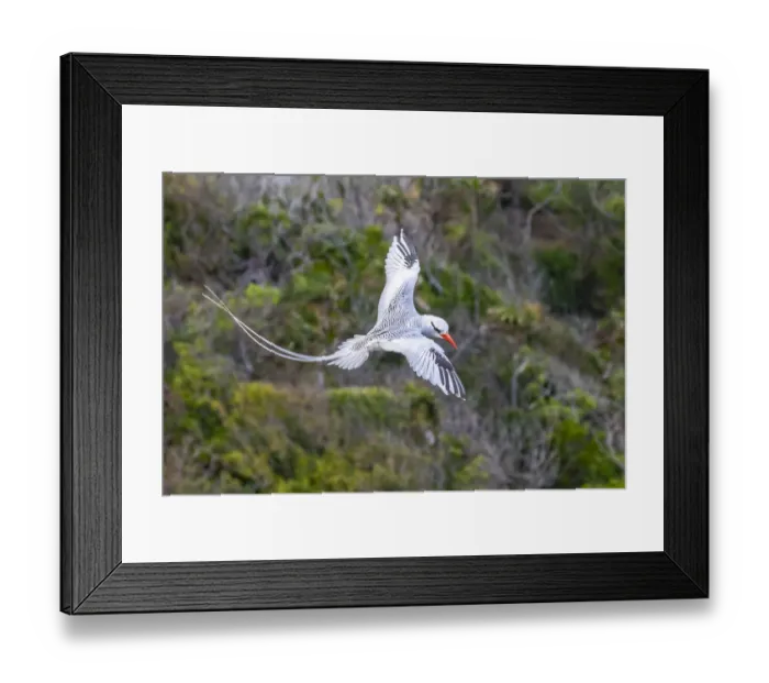 Framed Print : Caribbean, Little Tobago Island. Red-billed tropicbird in flight Framed Print : Caribbean, Little Tobago Island. Red-billed tropicbird in flight