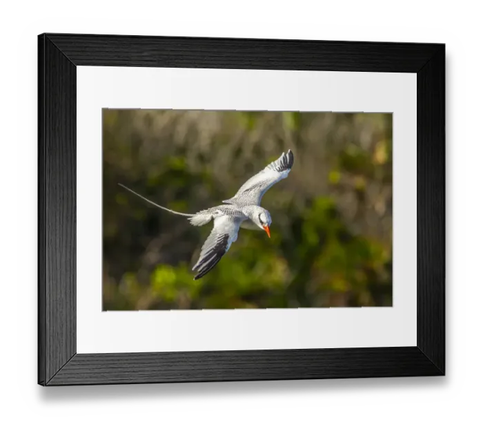 Framed Print : Caribbean, Little Tobago Island. Red-billed tropicbird in flight Framed Print : Caribbean, Little Tobago Island. Red-billed tropicbird in flight