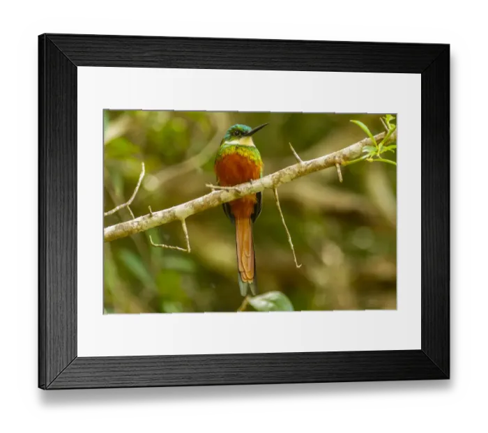 Framed Print : Caribbean, Tobago. Rufous-tailed jacamar bird on limb. Credit as Framed Print : Caribbean, Tobago. Rufous-tailed jacamar bird on limb. Credit as